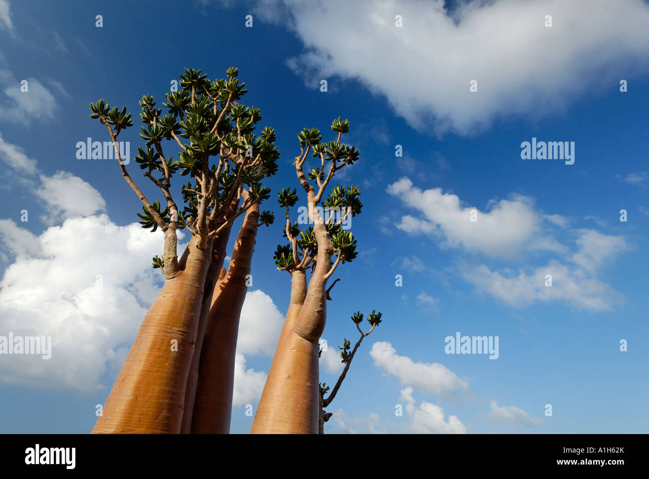 Socotra Desert Rose or Bottle Tree adenium obesum sokotranum Socotra
