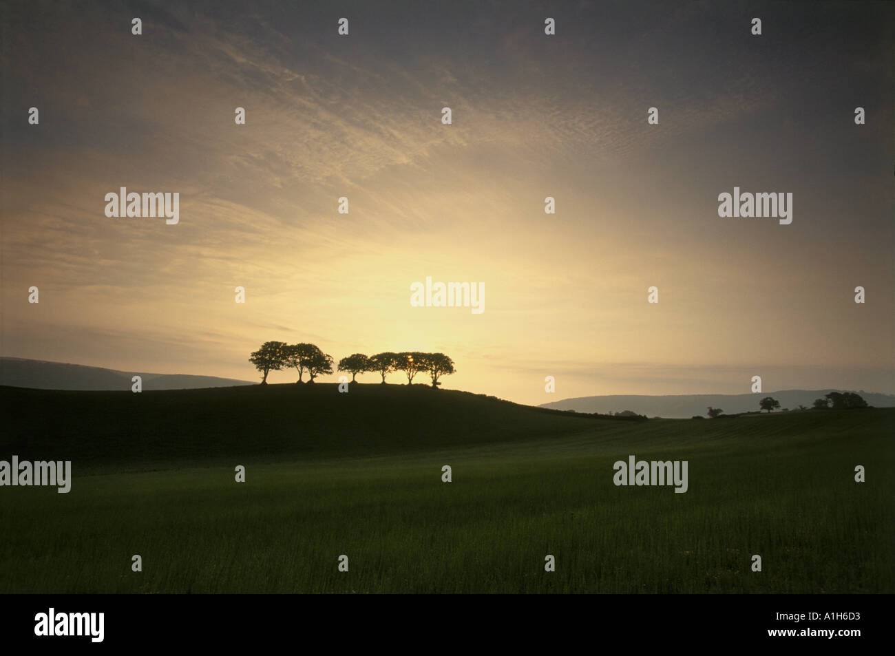Dawn trees on Holnicote Estate Somerset Stock Photo