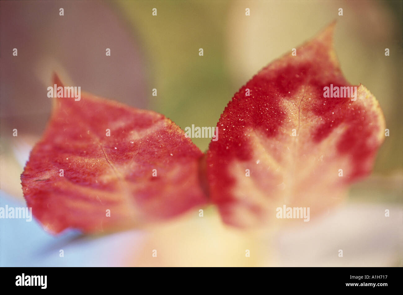 Close up of a Euonymus Sachalinensis in October Stock Photo