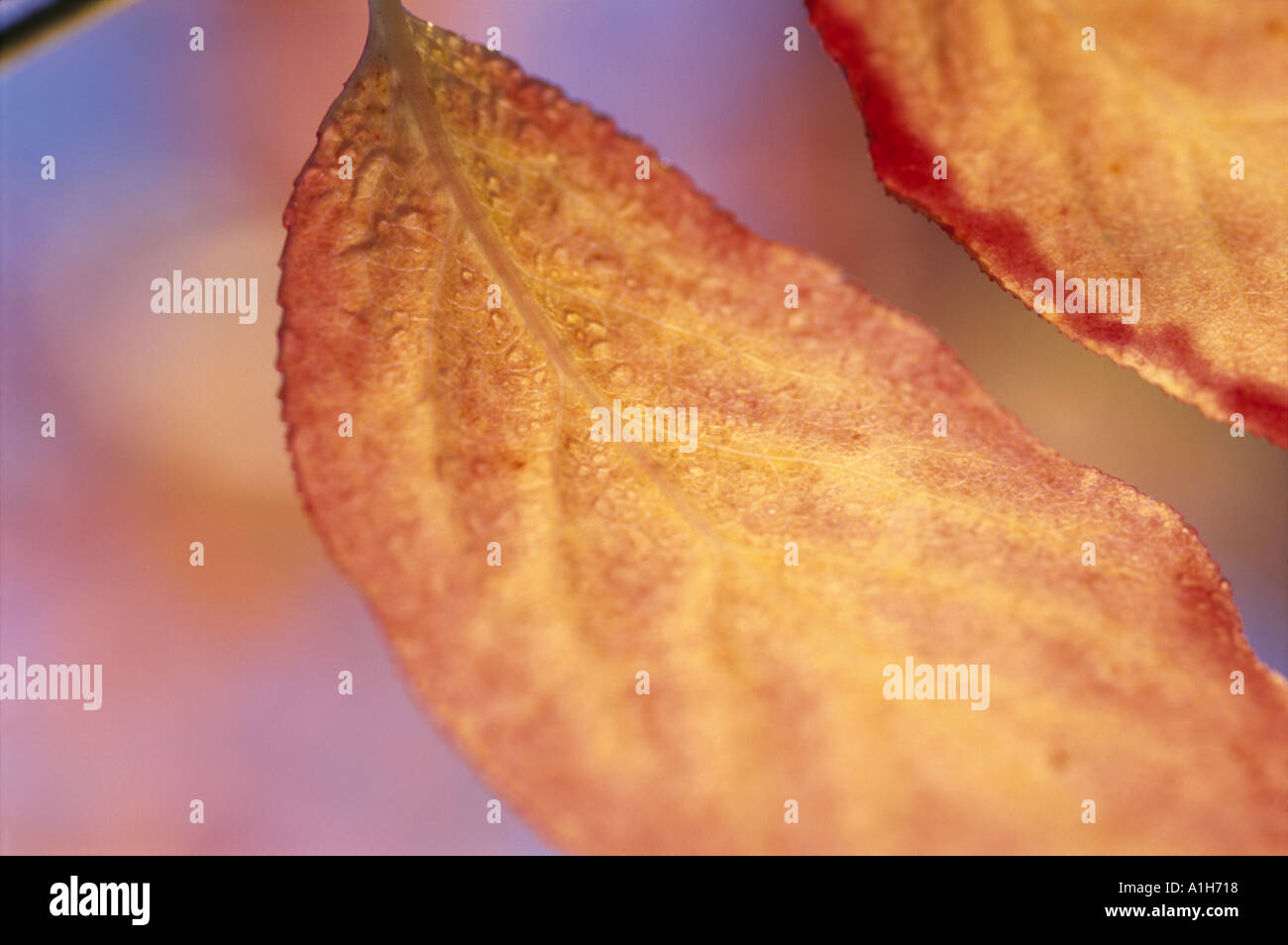 Euonymus Sachalinensis leaves in October Stock Photo