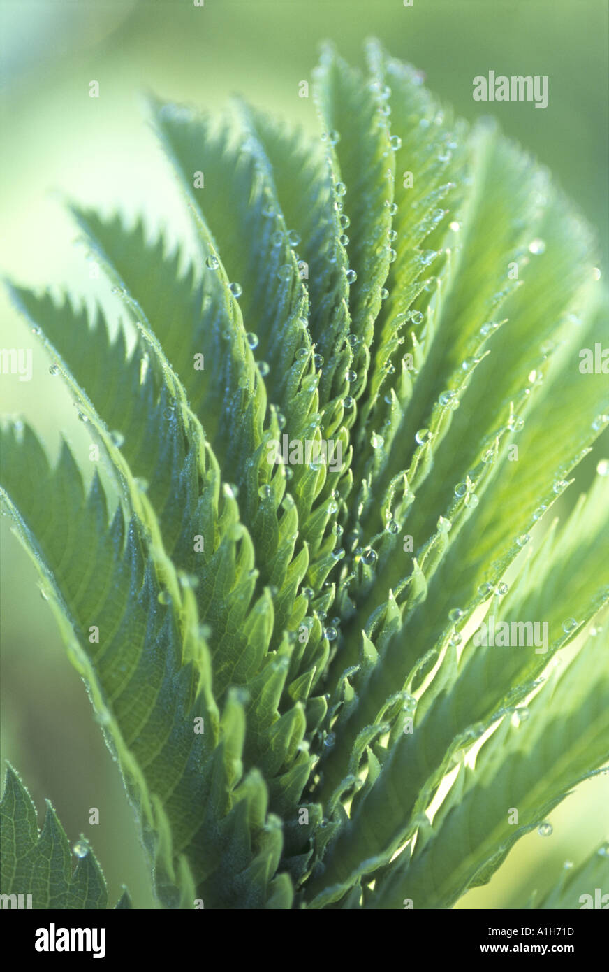Close up of a Melianthus Major in October Stock Photo