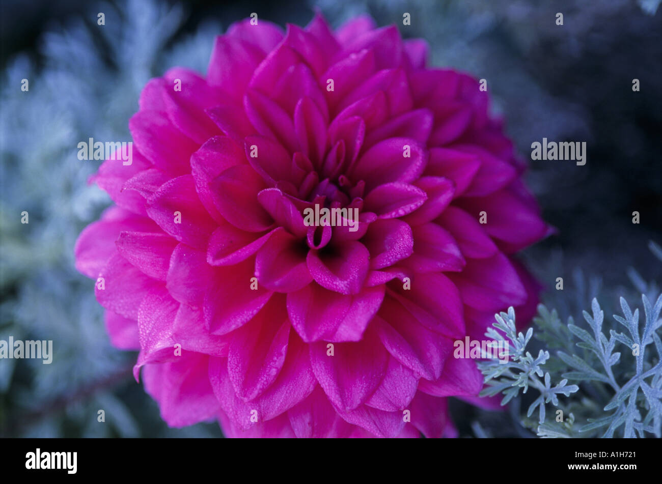 Vivid pink dahlia flower hi-res stock photography and images - Alamy