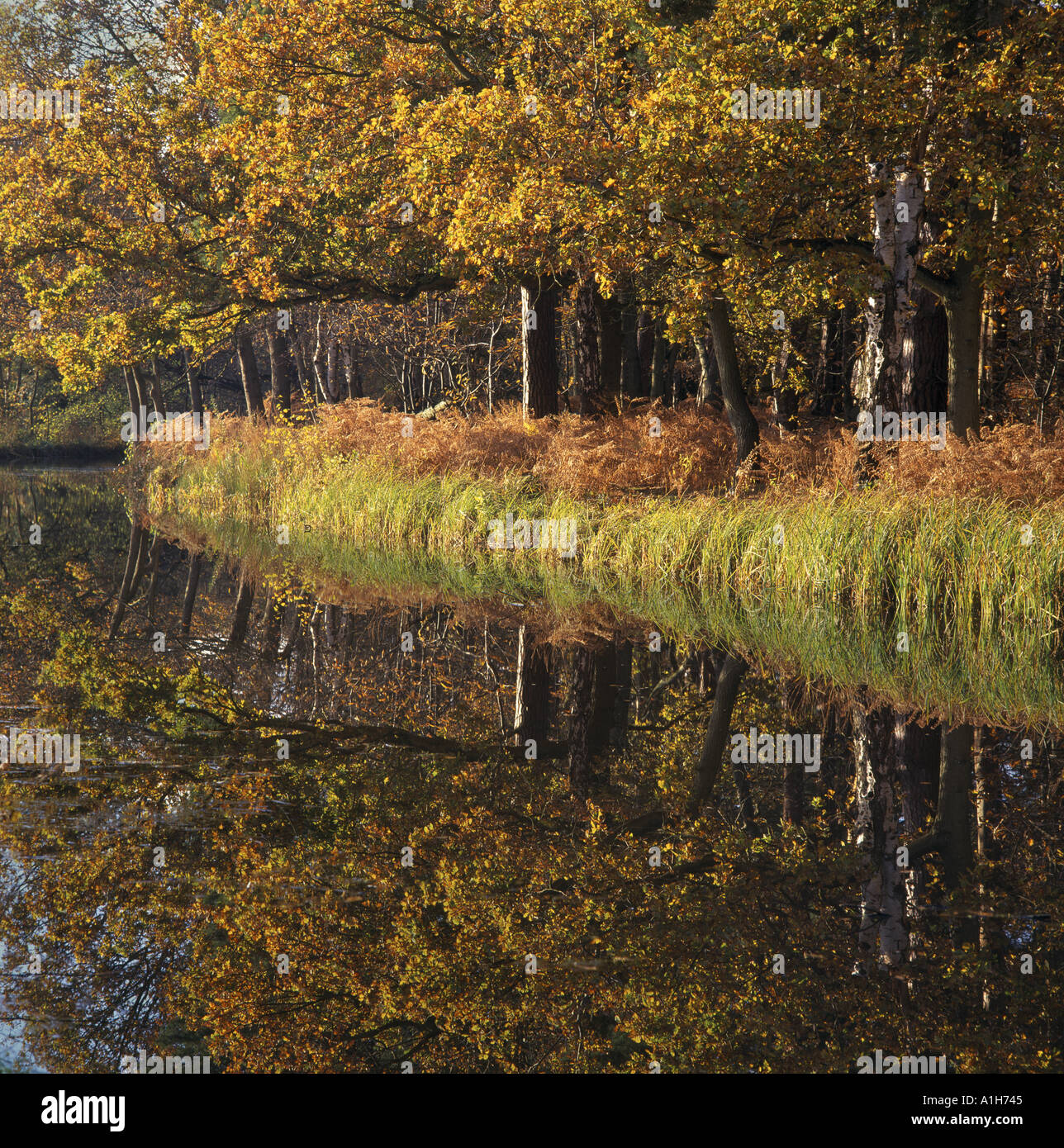 The Basingstoke Canal near Pirbright Surrey Stock Photo Alamy