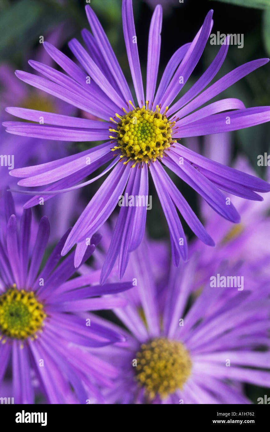 Applicable hi-res stock photography and images - Alamy