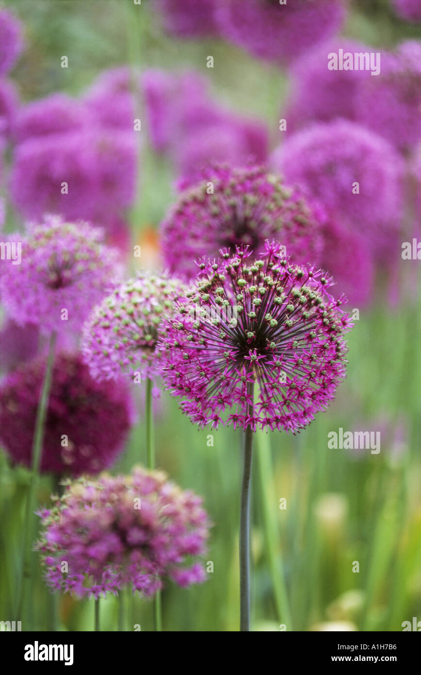 Close up of the heads of Allium hollandicum syn A aflatuneuse in a Kent garden Stock Photo