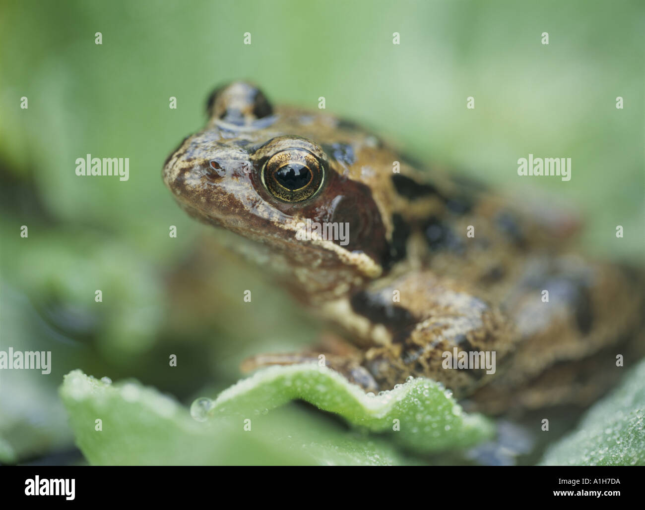 Rana temporaria, a common frog, in the UK Stock Photo