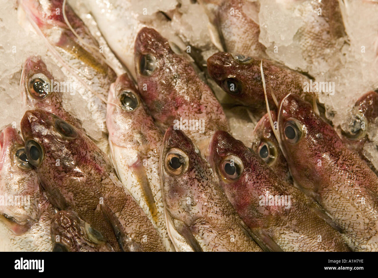 Fish on ice John W Faidley Seafood Lexington Market Baltimore Maryland