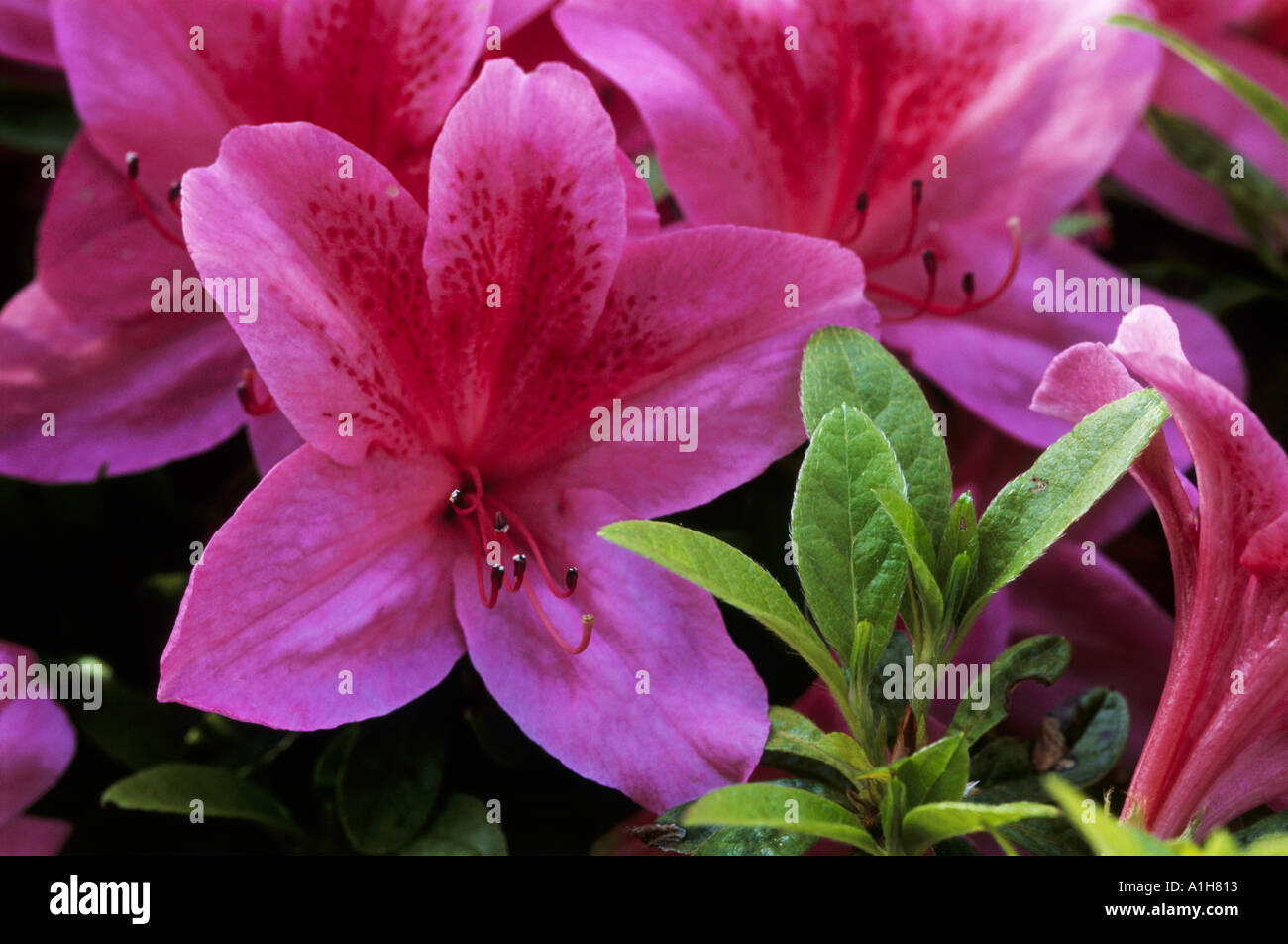 Close up of the flower of Azalea J S Bach in a Kent garden Stock Photo