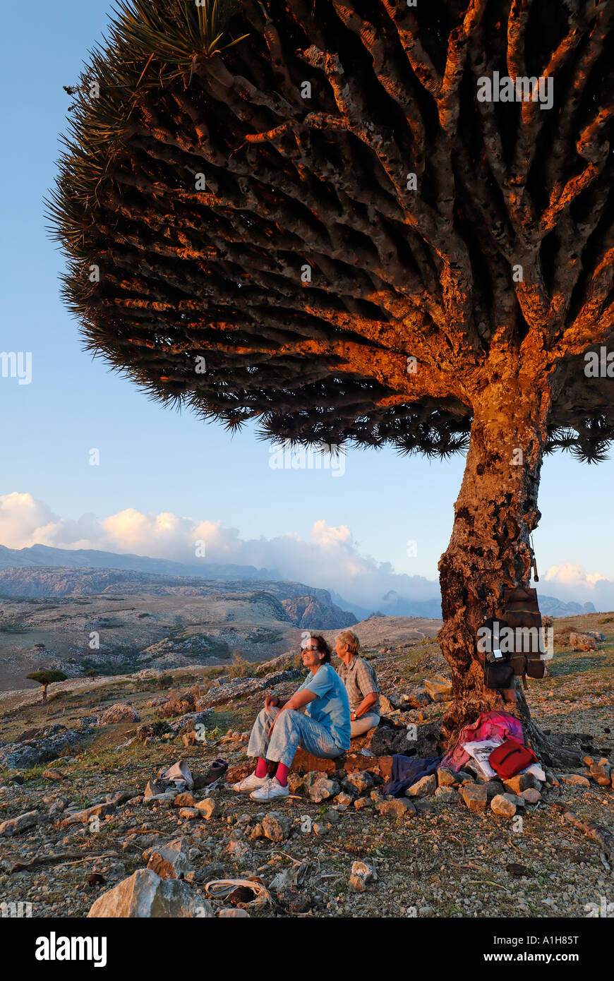 Dragon s Blood Tree on Socotra island Yemen Stock Photo - Alamy