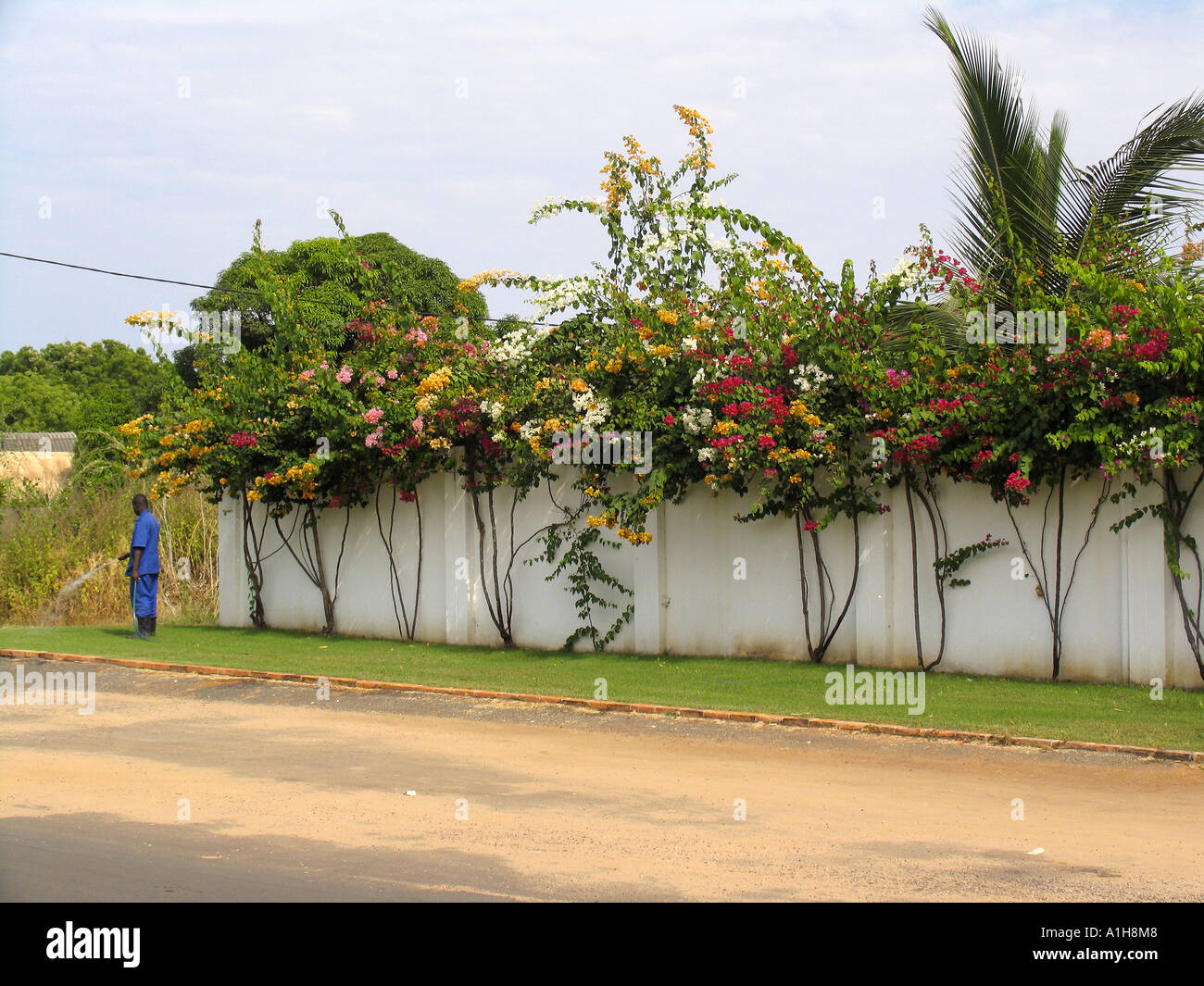 Compound flowers hi-res stock photography and images - Alamy