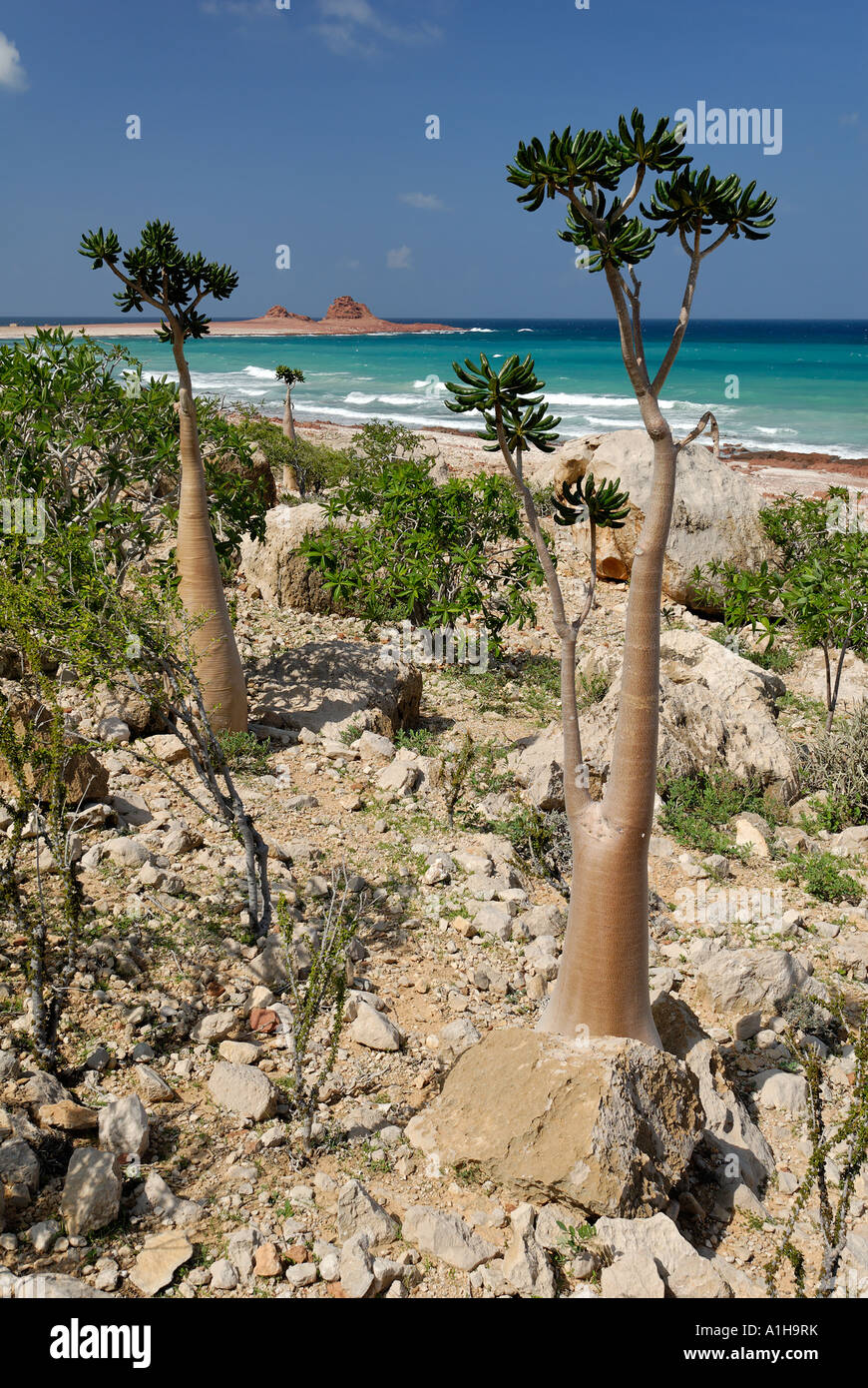 Socotra Desert Rose or Bottle Tree adenium obesum sokotranum Socotra