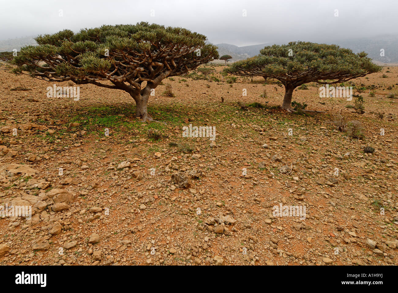 Tree Euphorbia Homhil Plateau Socotra island Yemen Stock Photo