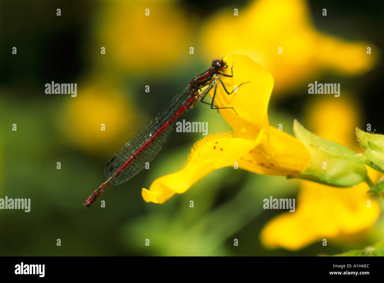 A Large Red Damselfly Pyrrhosoma nymphula on a monkey flower Mimulus guttatus in Sussex Stock Photo