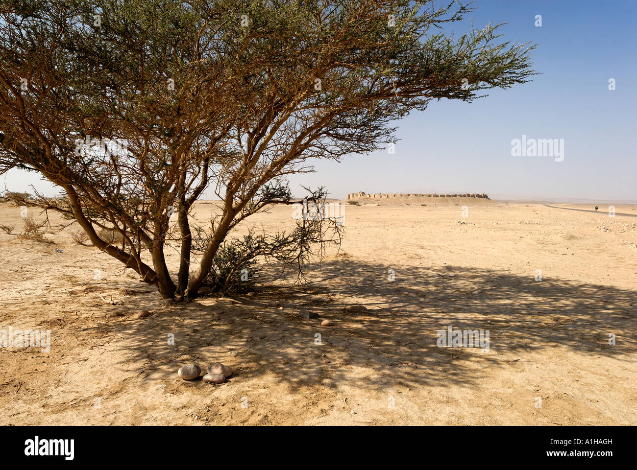 acacia tree in the plain of Baraqish Yemen Stock Photo