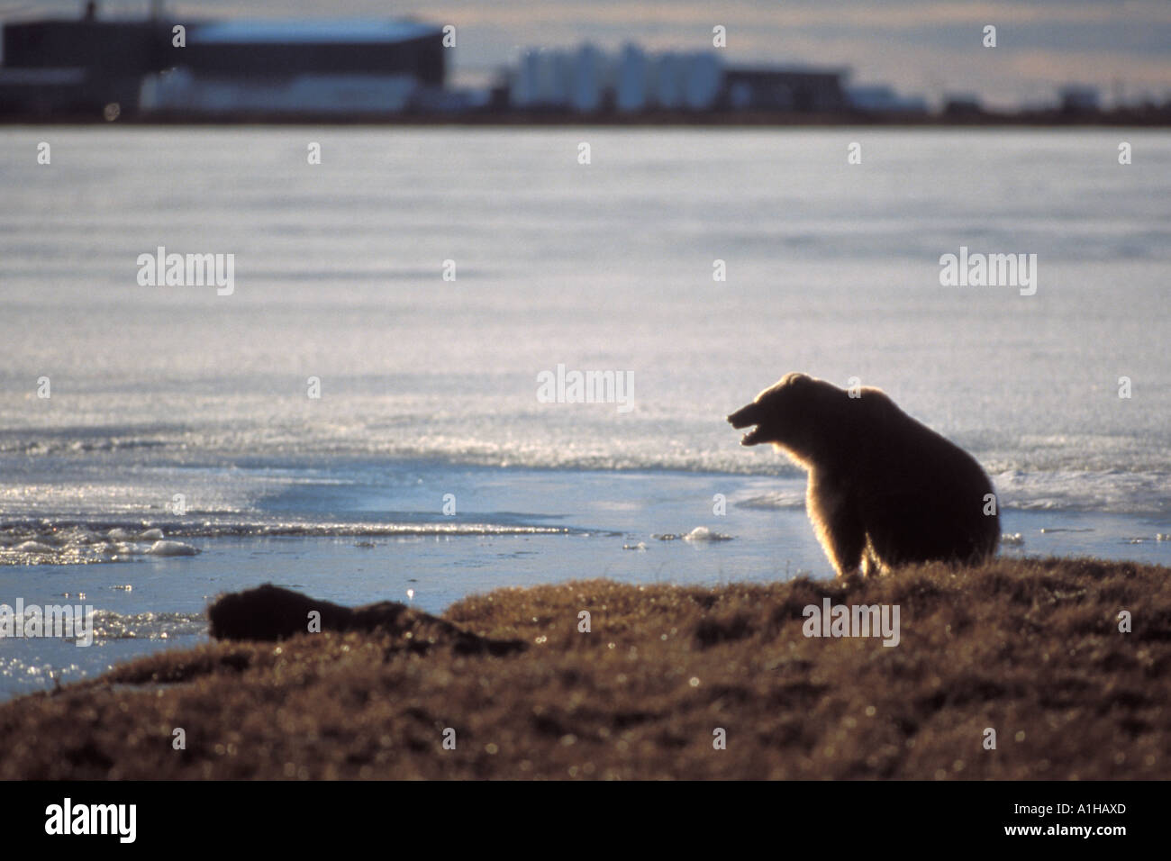 grizzly bear Ursus horribils brown bear Ursus arctos in Prudhoe Bay