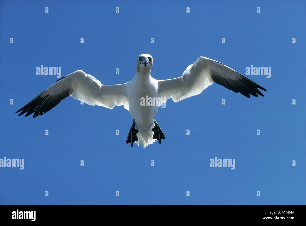 Gannet Morus bassanus flying wings outstretched in a blue sky Stock Photo