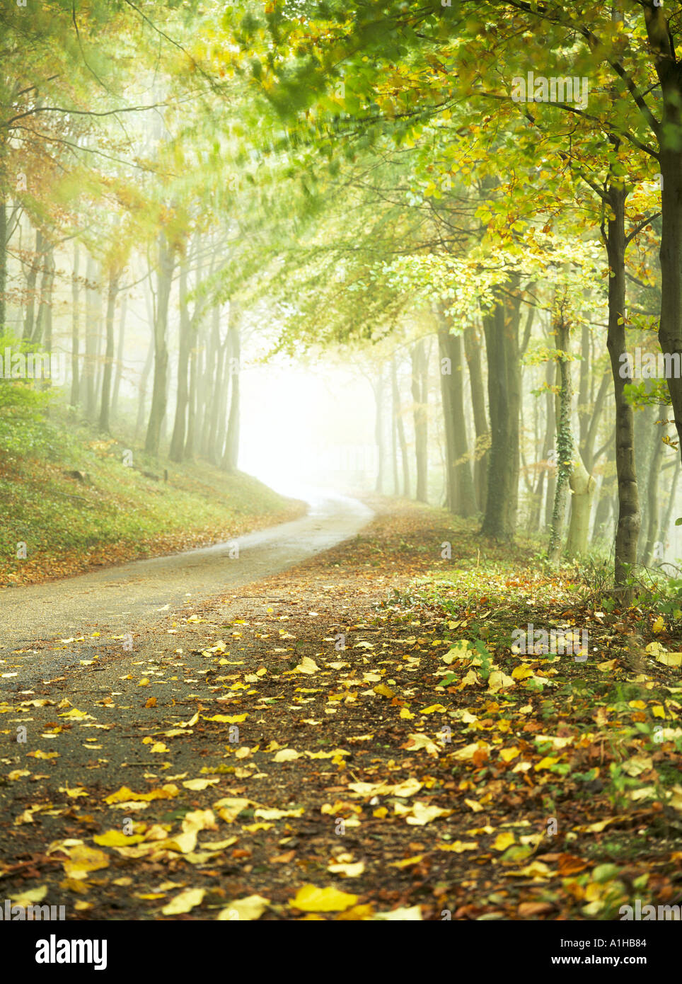 Uppark tunnel hires stock photography and images Alamy