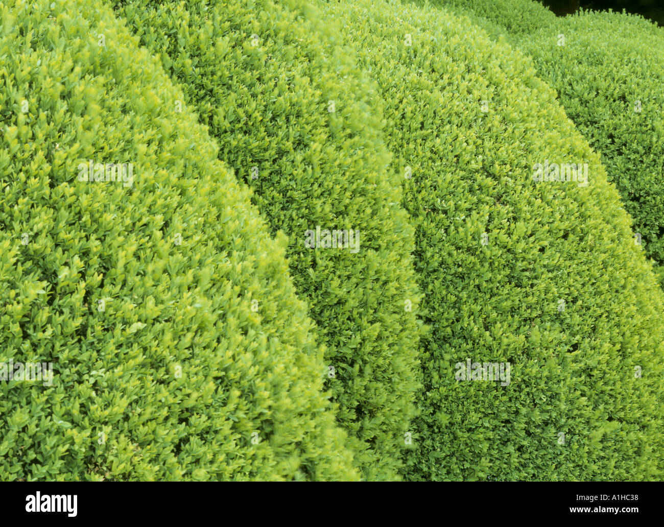 Buxus Box Hedging in the Fernery at Kingston Lacy Estate Stock Photo