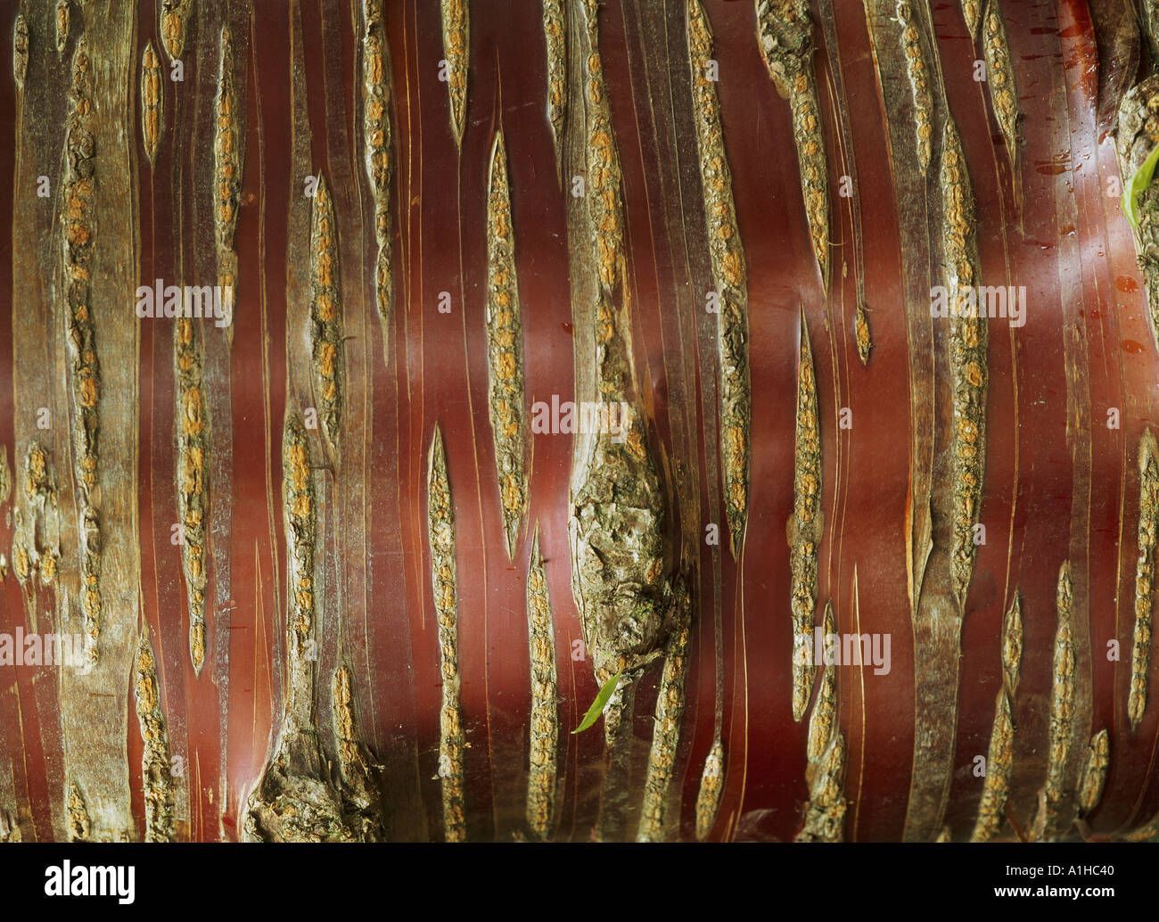 Tree bark, Kingston Lacy Estate Stock Photo Alamy