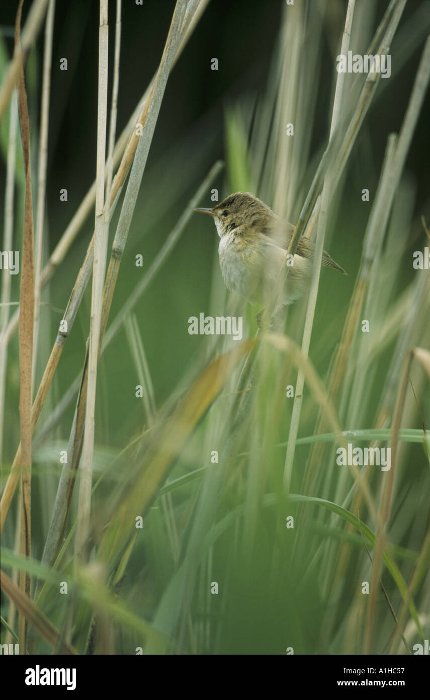 A reed warbler Acrocephalus scirpaceus Stock Photo