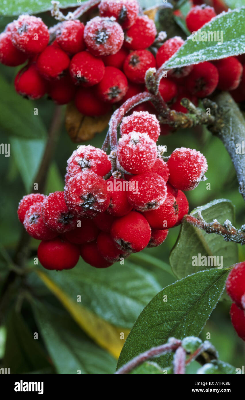 Close view of the red berries of Cotoneaster x Hybridus pendulus with a light covering of frost in January Stock Photo