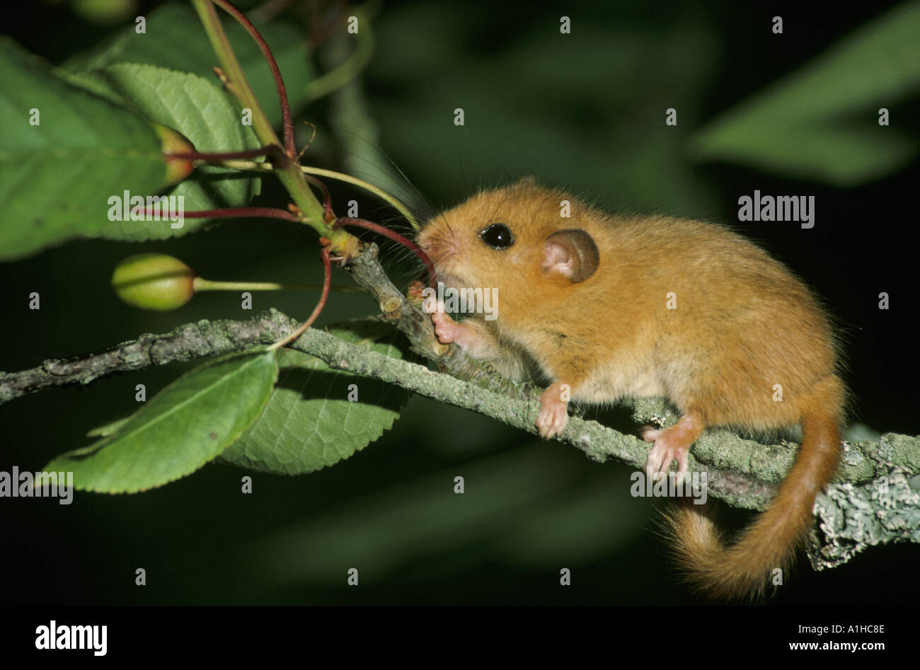 Close view of a dormouse Muscardinus avellanarius perched on a wild cherry branch in Hampshire Stock Photo