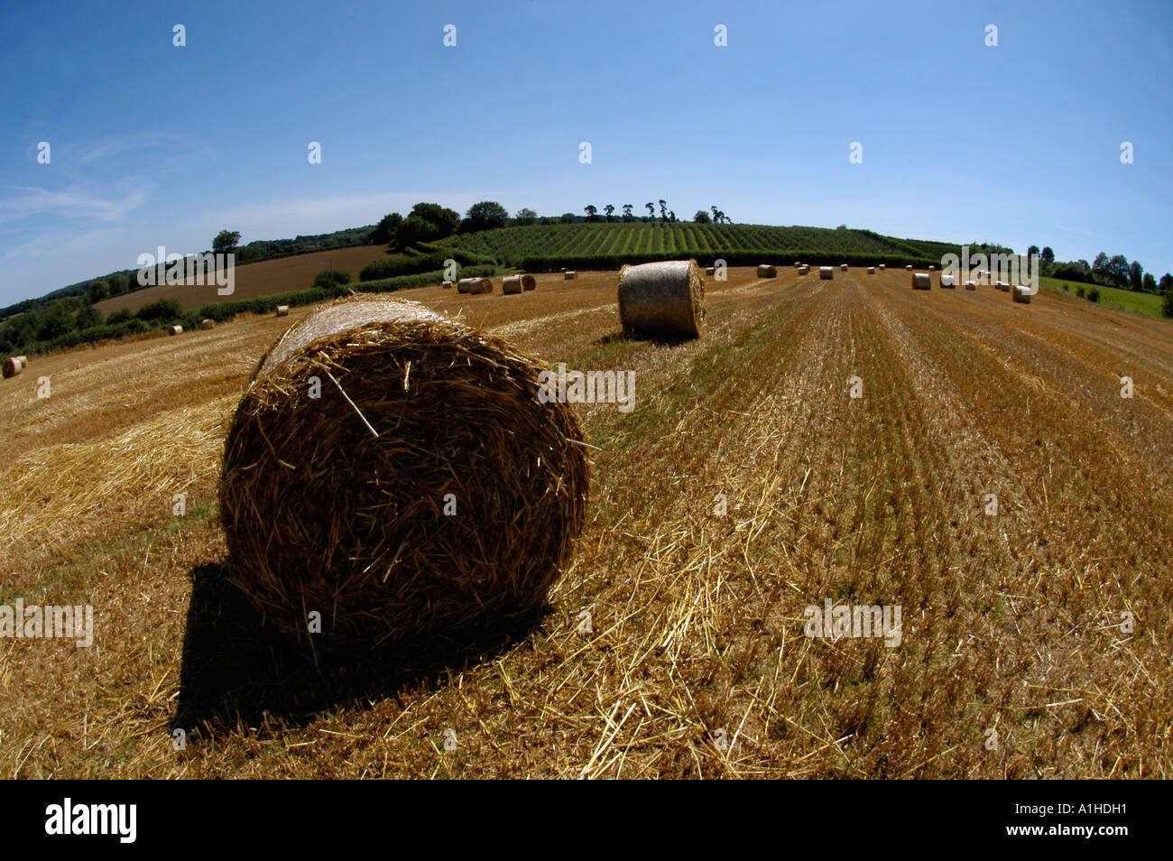 Hay bales, England, UK Stock Photo