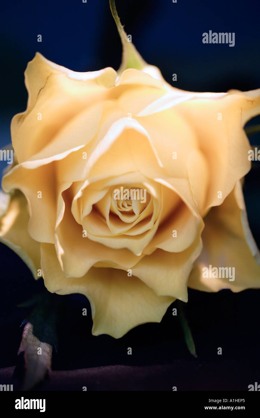 Pale antique ivory single rose Stock Photo