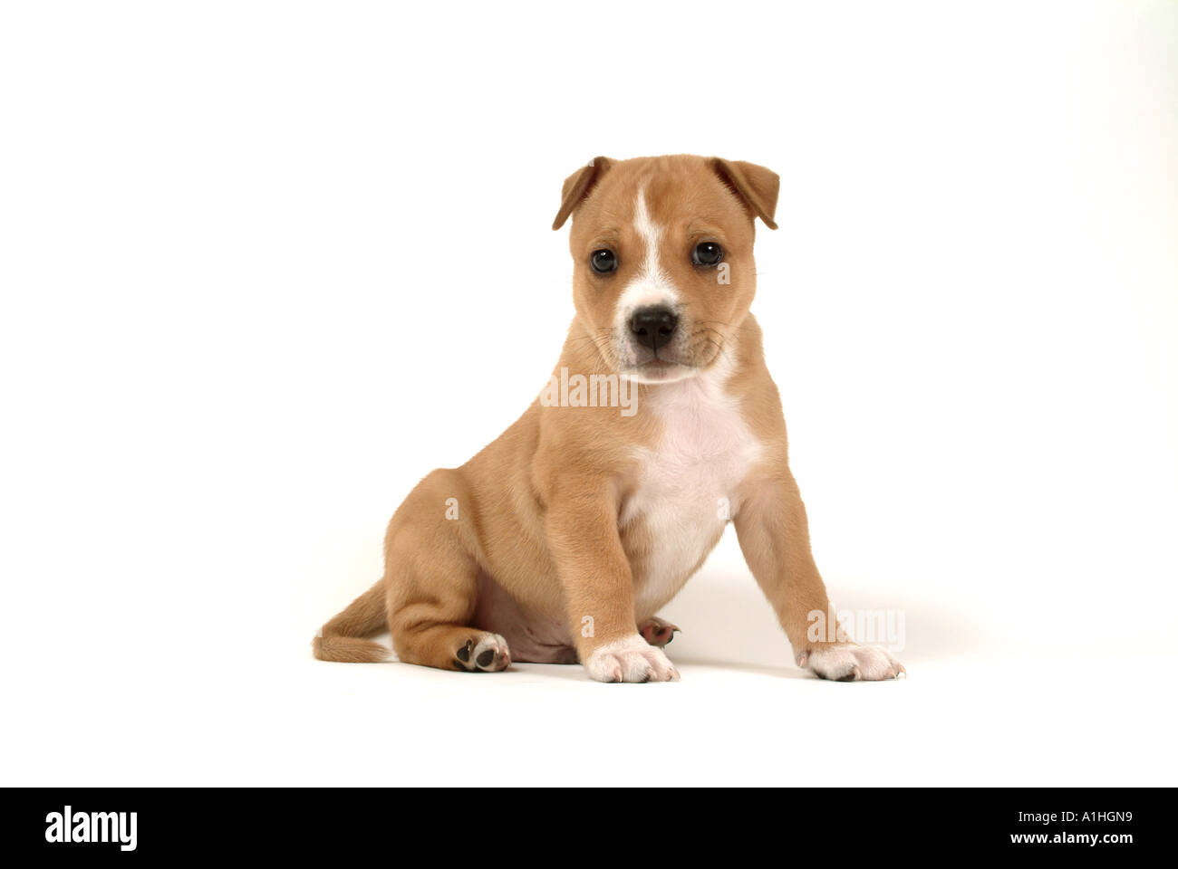 pitbull cross terrier