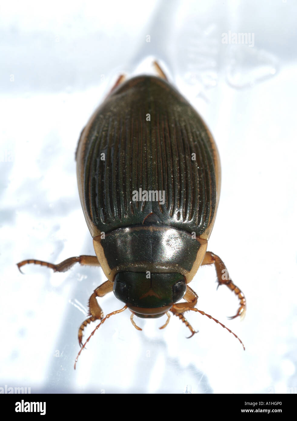 Great Diving Beetle (Dytiscus marginalis). Stock Photo