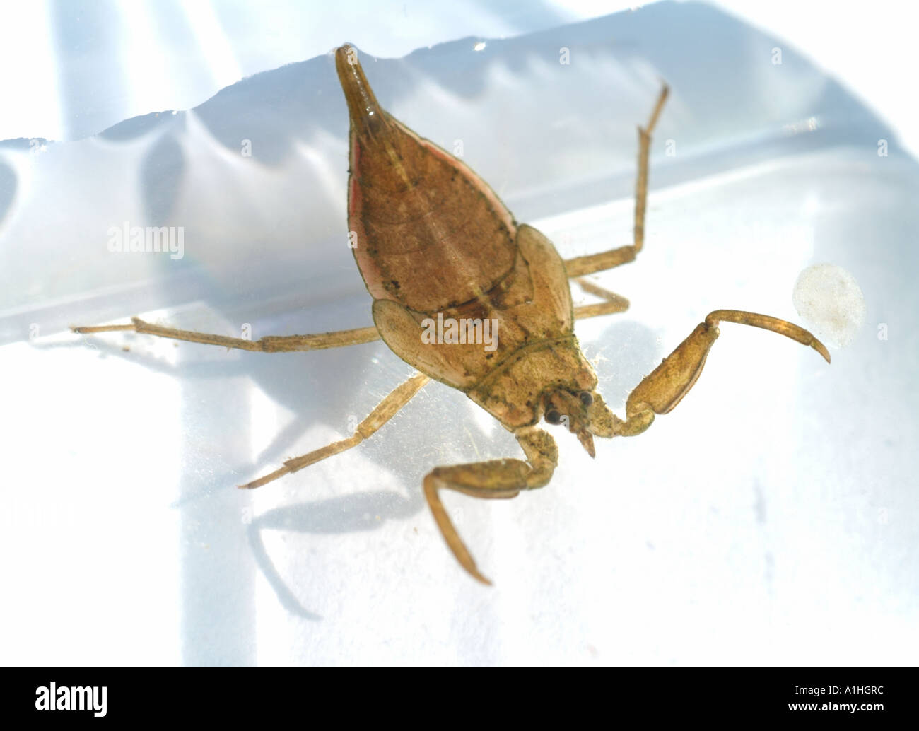 Water Scorpion (Nepa cinerea) Stock Photo