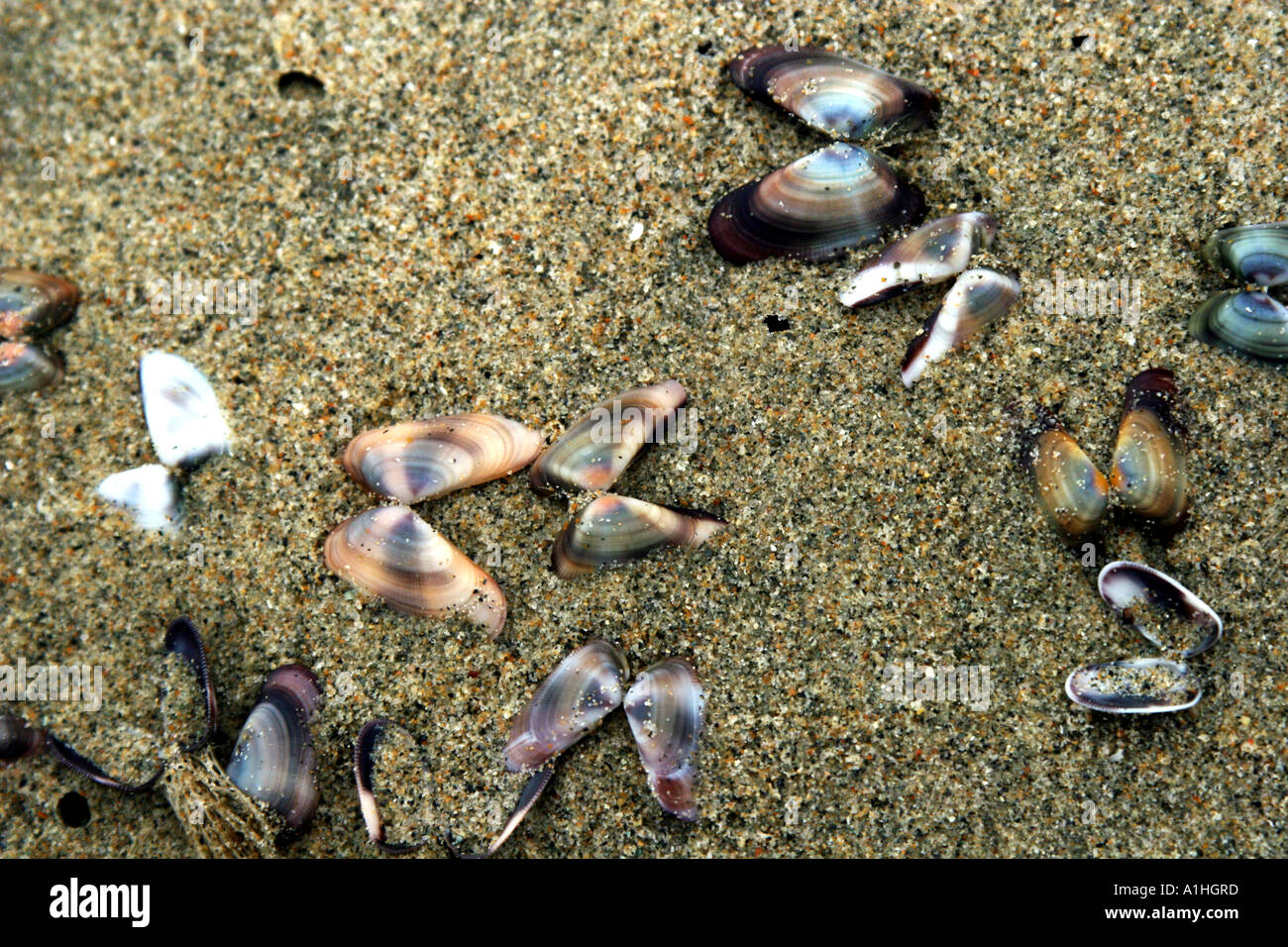 Shell Pattern Making Making patterns hi-res stock photography and images - Alamy