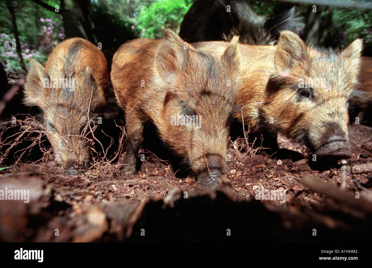 Young Wild Boar grubbing for food in woodland in Hampshire, England. Stock Photo