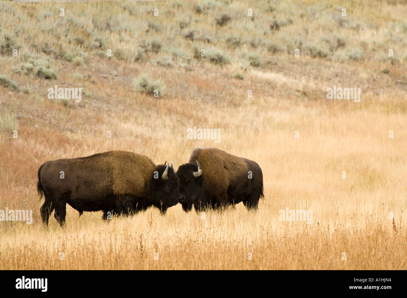 North American Bison (Bison bison) two males facing each other ...