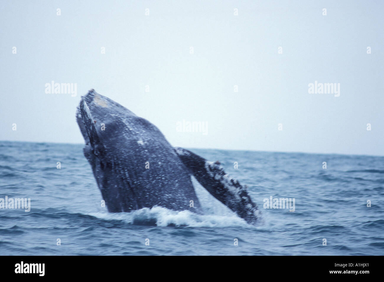 humpback whale Megaptera novaeangliae in Resurrection Bay Kenai Fjords National Park southcentral Alaska Stock Photo