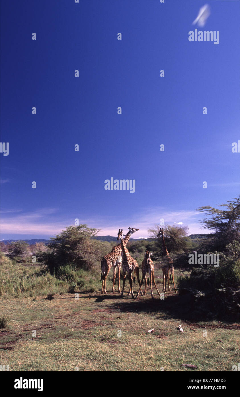 Girafes hi-res stock photography and images - Alamy