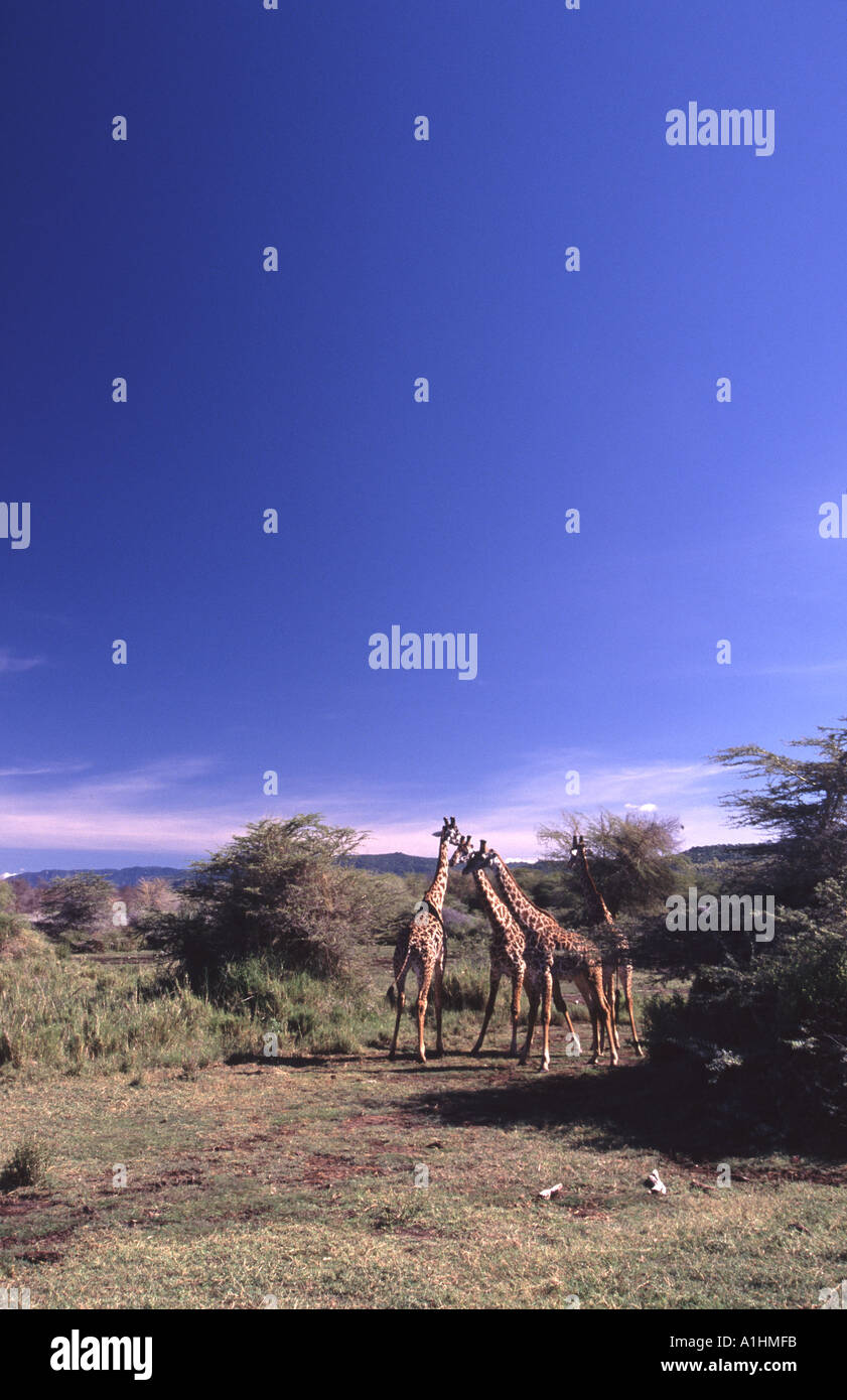 Giraffes in park hi-res stock photography and images - Alamy