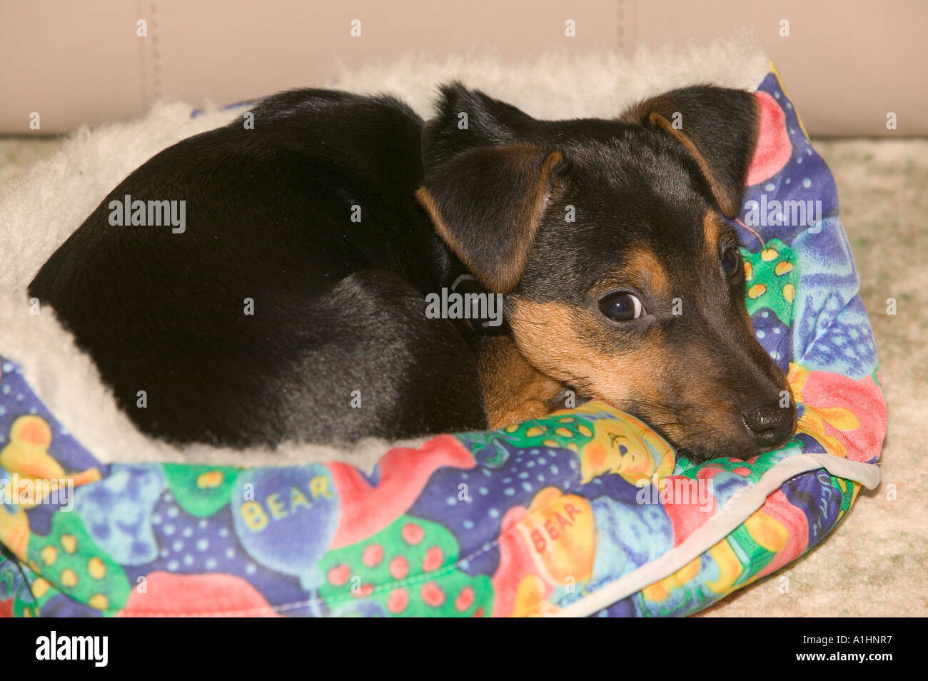 A Jack Russel puppy in its bed Stock Photo Alamy