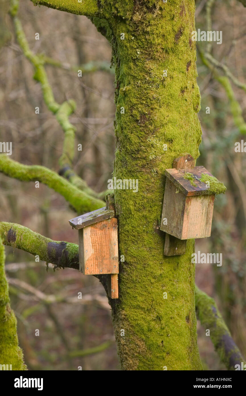 Bat Box Tree bat boxs on a tree in Gisburn forest, Lancashire Stock Photo - Alamy