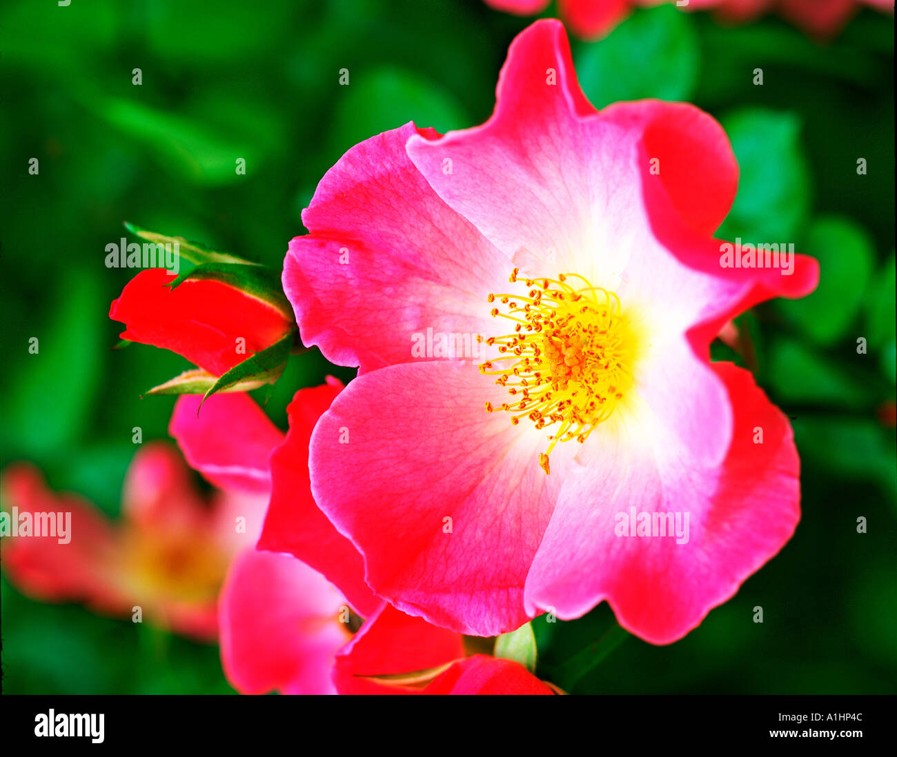 Wild Climber Roses Wild climber rose hi-res stock photography and images - Alamy