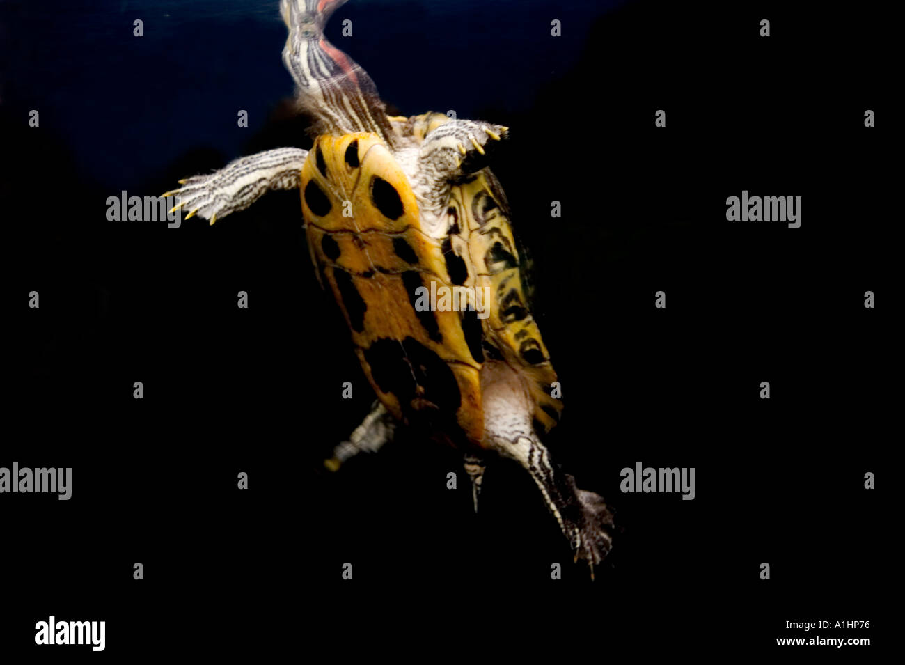 Painted Turtle Swimming Underwater Stock Photo Alamy