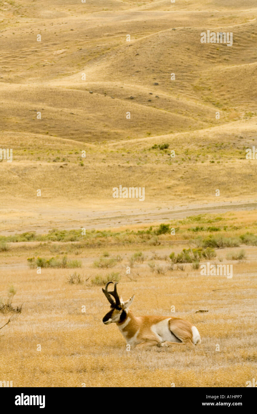 Pronghorn antelope, Antilocapra americana, in the landscape,Gardiner, Yellowstone National Park, Wyoming, USA Stock Photo