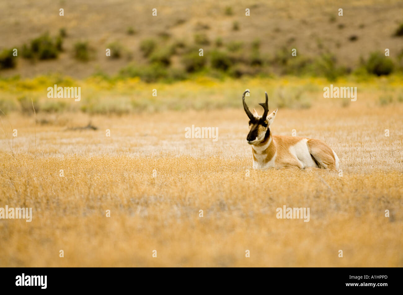 Pronghorn antelope (Antilocapra americana) resting in the grass, Gardiner, Yellowstone National Park, Wyoming, USA Stock Photo