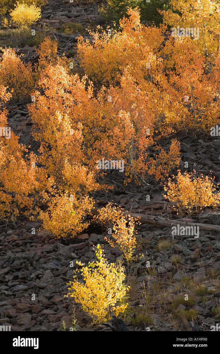 Aspen Saplings In Autumn Colours Yellowstone National Park Wyoming Stock Photo Alamy