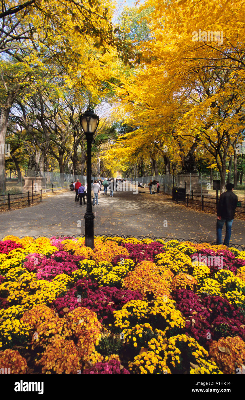 New York City People walking through Central Park's Literary Walk in the autumn. The Mall with a bed of chrysanthemums. Central Park Conservancy. Stock Photo