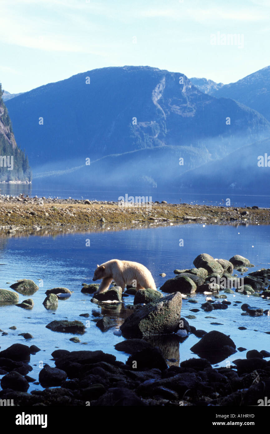 spirit bear kermode black bear Ursus americanus sow looking for salmon