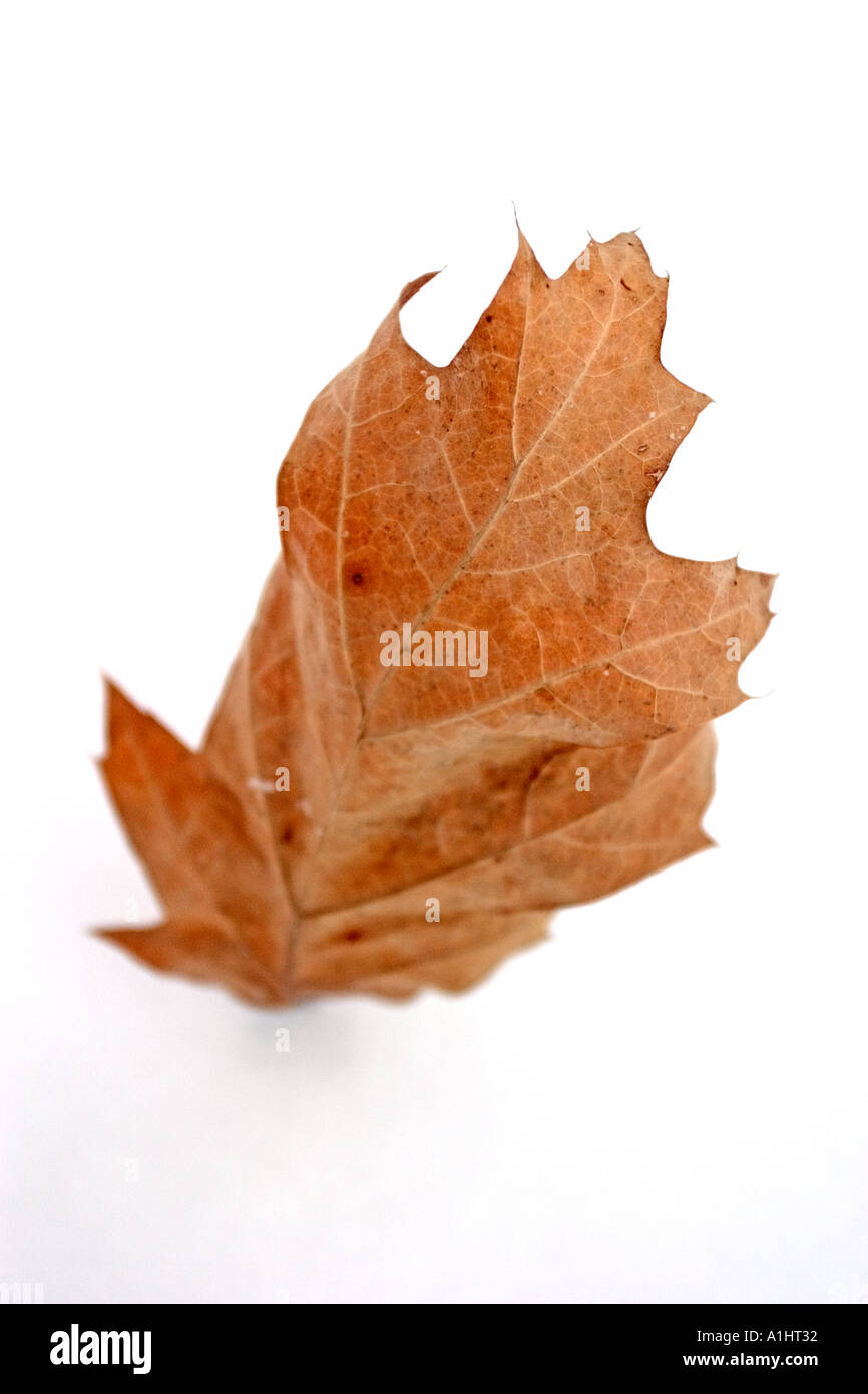 dead leaf on the white snow Stock Photo