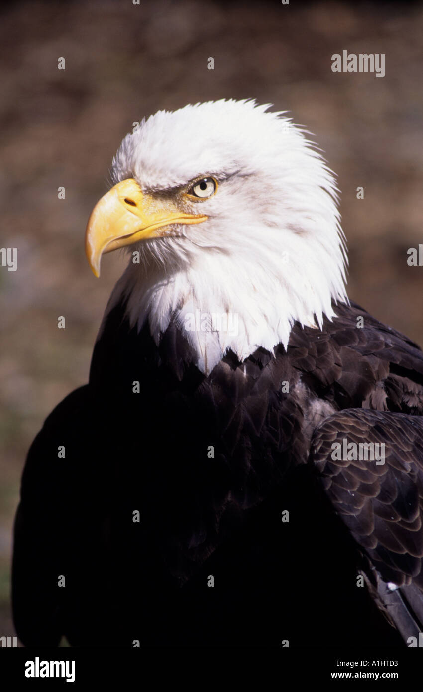 Bald Eagle Head Shot Alaska Hi res Stock Photography And Images Alamy bald-eagle-head-shot-alaska-hi-res-stock-photography-and-images-alamy