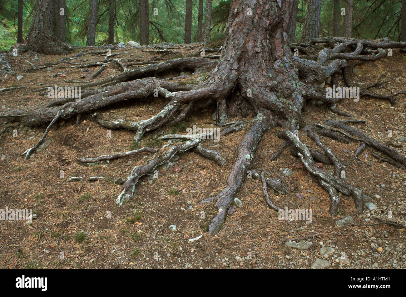 Exposed roots scots pine pinus hires stock photography and images Alamy