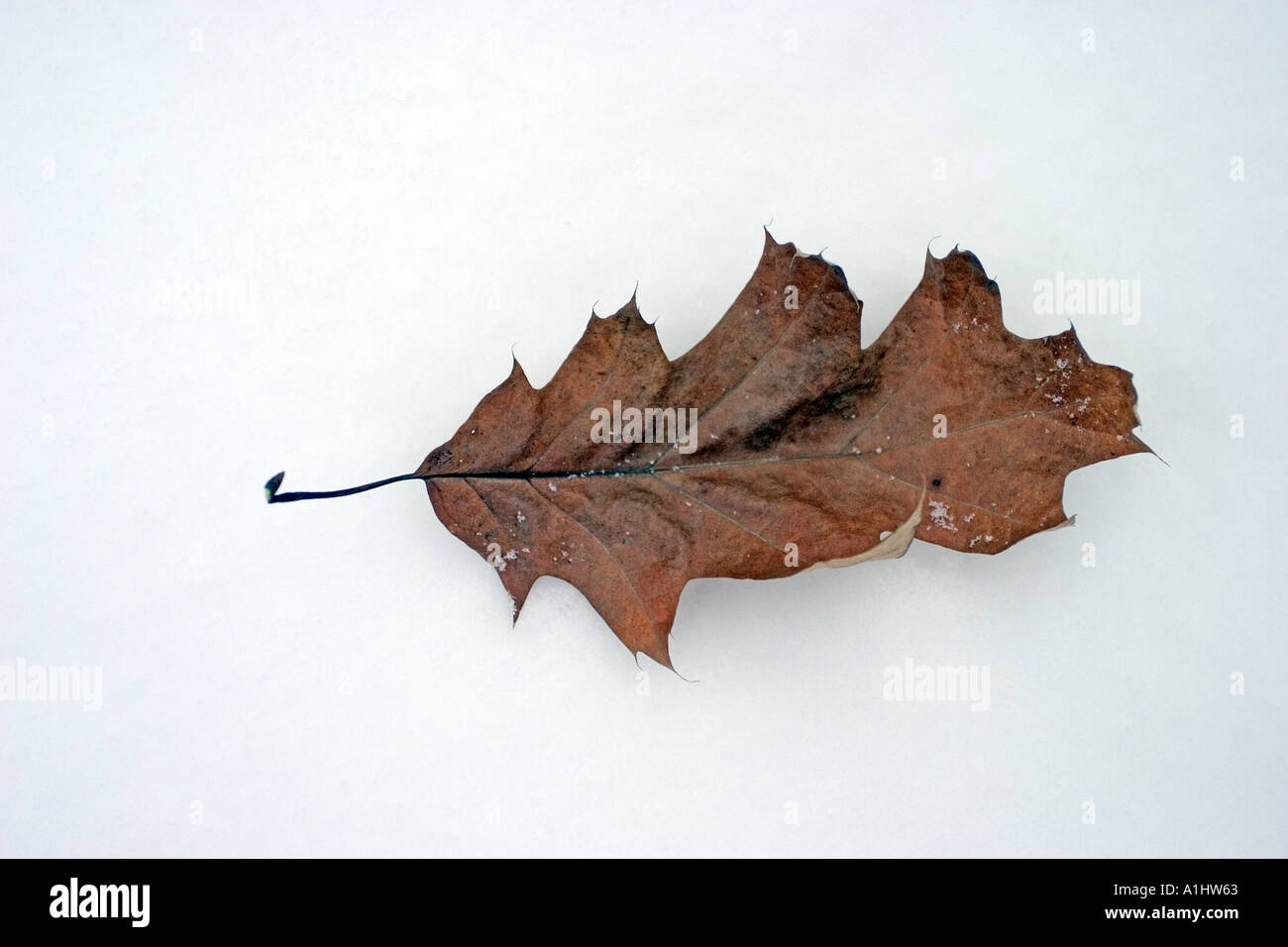 dead leaf on the white snow Stock Photo